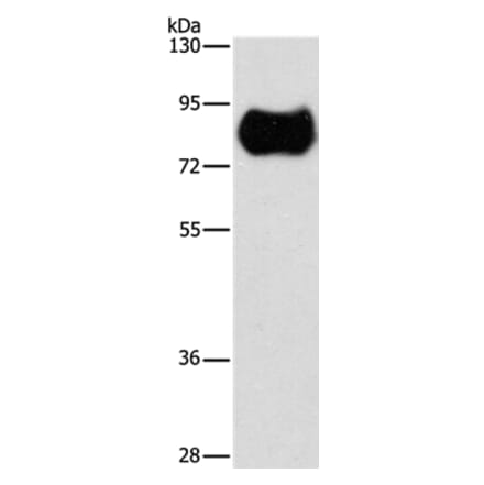 MAP4K2 Antibody from Signalway Antibody (36189) - Antibodies.com