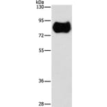 MAP4K2 Antibody from Signalway Antibody (36189) - Antibodies.com