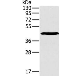 SLAMF1 Antibody from Signalway Antibody (36320) - Antibodies.com