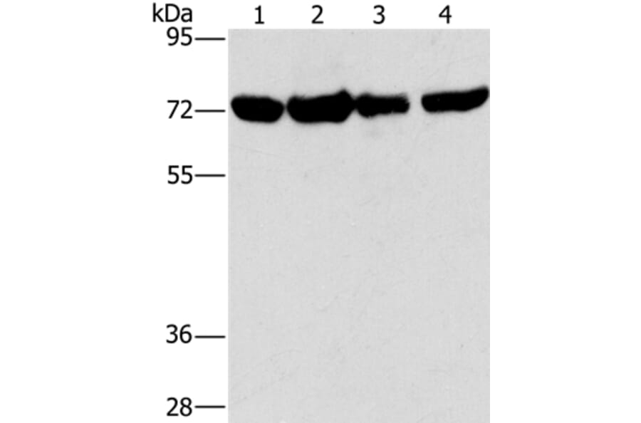 DEPDC1 Antibody from Signalway Antibody (36412) - Antibodies.com