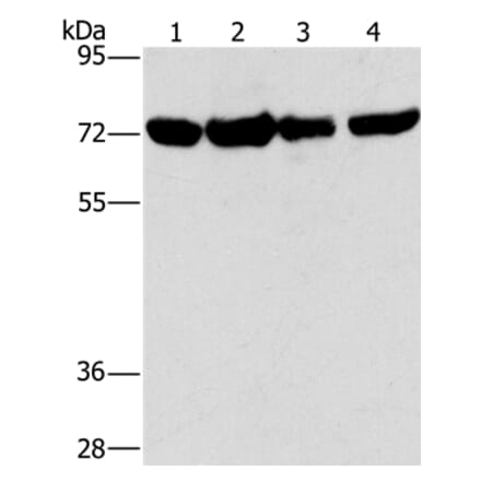 DEPDC1 Antibody from Signalway Antibody (36412) - Antibodies.com