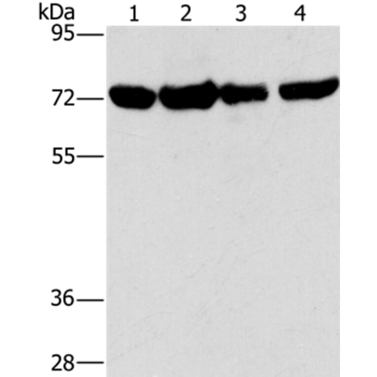 DEPDC1 Antibody from Signalway Antibody (36412) - Antibodies.com