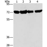 DEPDC1 Antibody from Signalway Antibody (36412) - Antibodies.com