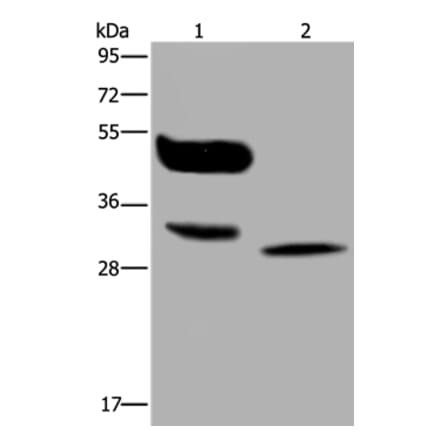MAGEA8 Antibody from Signalway Antibody (36595) - Antibodies.com
