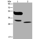 MAGEA8 Antibody from Signalway Antibody (36595) - Antibodies.com