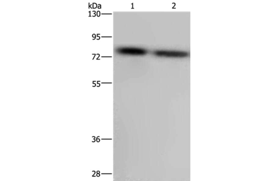 PABPC1 Antibody from Signalway Antibody (36610) - Antibodies.com