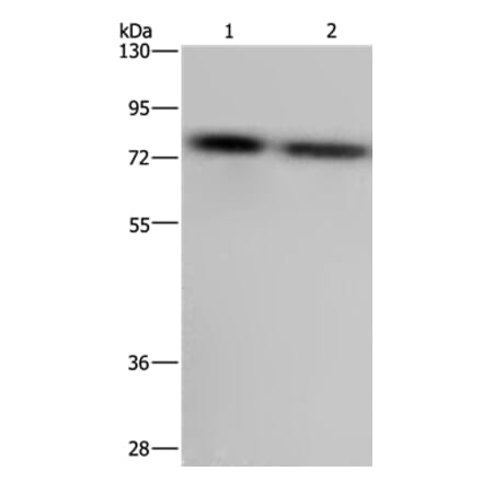 PABPC1 Antibody from Signalway Antibody (36610) - Antibodies.com