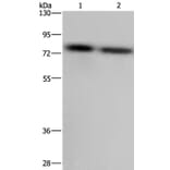 PABPC1 Antibody from Signalway Antibody (36610) - Antibodies.com