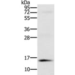 NDUFA6 Antibody from Signalway Antibody (36639) - Antibodies.com