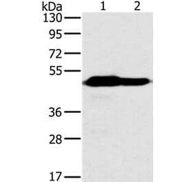 NDUFV1 Antibody from Signalway Antibody (36646) - Antibodies.com