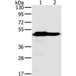 NDUFV1 Antibody from Signalway Antibody (36646) - Antibodies.com