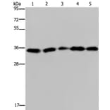 OCIAD1 Antibody from Signalway Antibody (36666) - Antibodies.com
