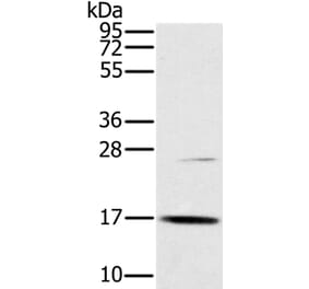OCIAD2 Antibody from Signalway Antibody (36667) - Antibodies.com