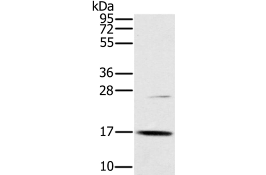 OCIAD2 Antibody from Signalway Antibody (36667) - Antibodies.com