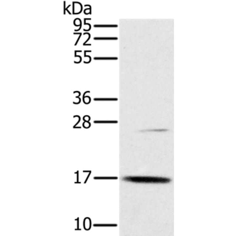 OCIAD2 Antibody from Signalway Antibody (36667) - Antibodies.com