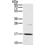 OCIAD2 Antibody from Signalway Antibody (36667) - Antibodies.com