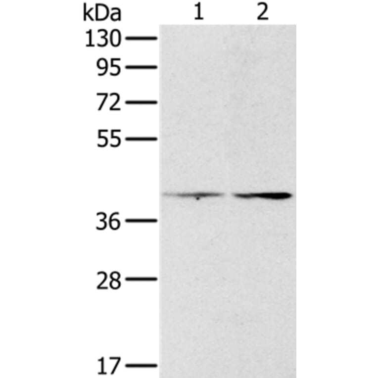 PDGFRL Antibody from Signalway Antibody (36686) - Antibodies.com