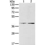 PDGFRL Antibody from Signalway Antibody (36686) - Antibodies.com