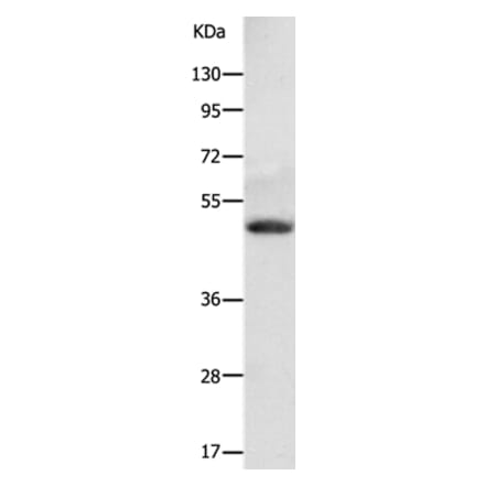 ADRA2A Antibody from Signalway Antibody (36729) - Antibodies.com
