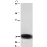 SLC7A5 Antibody from Signalway Antibody (36754) - Antibodies.com