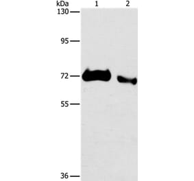 ICOSLG Antibody from Signalway Antibody (36767) - Antibodies.com