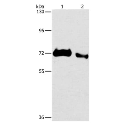 ICOSLG Antibody from Signalway Antibody (36767) - Antibodies.com