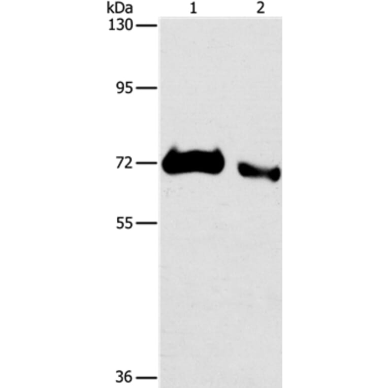 ICOSLG Antibody from Signalway Antibody (36767) - Antibodies.com