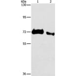 ICOSLG Antibody from Signalway Antibody (36767) - Antibodies.com