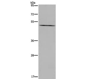 PTGER4 Antibody from Signalway Antibody (36843) - Antibodies.com