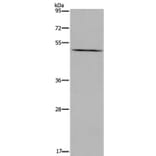 PTGER4 Antibody from Signalway Antibody (36843) - Antibodies.com