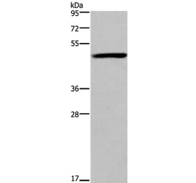 FOXD1 Antibody from Signalway Antibody (36863) - Antibodies.com