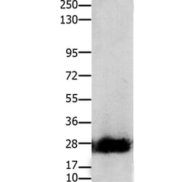 CLDN14 Antibody from Signalway Antibody (36891) - Antibodies.com