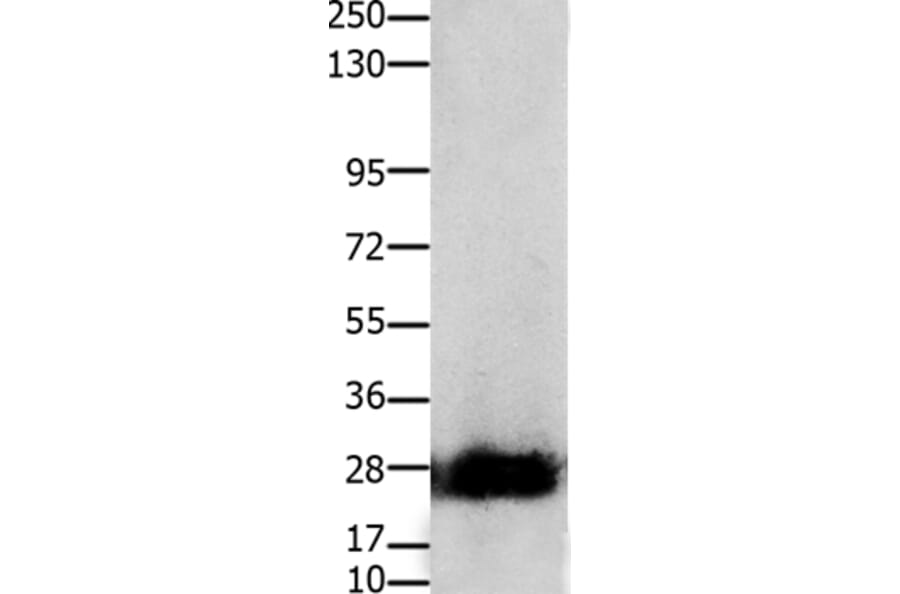 CLDN14 Antibody from Signalway Antibody (36891) - Antibodies.com