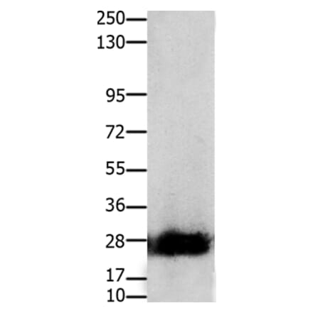 CLDN14 Antibody from Signalway Antibody (36891) - Antibodies.com