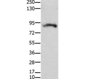 KCNH2 Antibody from Signalway Antibody (36920) - Antibodies.com