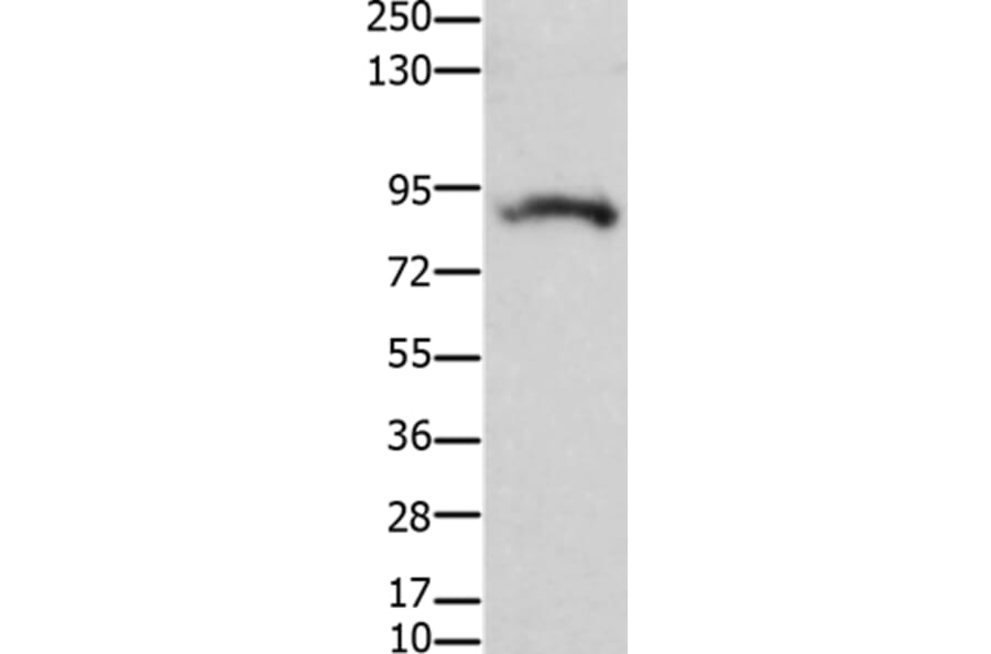 KCNH2 Antibody from Signalway Antibody (36920) - Antibodies.com