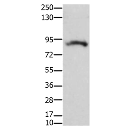 KCNH2 Antibody from Signalway Antibody (36920) - Antibodies.com