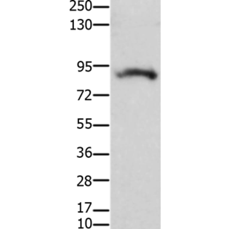 KCNH2 Antibody from Signalway Antibody (36920) - Antibodies.com