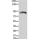 KCNH2 Antibody from Signalway Antibody (36920) - Antibodies.com