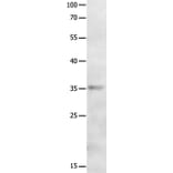 MAGEA2 Antibody from Signalway Antibody (36965) - Antibodies.com