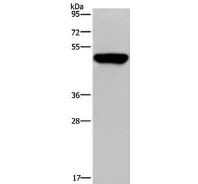 PSMD11 Antibody from Signalway Antibody (37224) - Antibodies.com