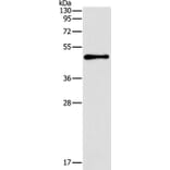 TFAP2B Antibody from Signalway Antibody (37333) - Antibodies.com