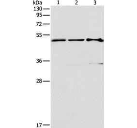 TFAP2C Antibody from Signalway Antibody (37334) - Antibodies.com