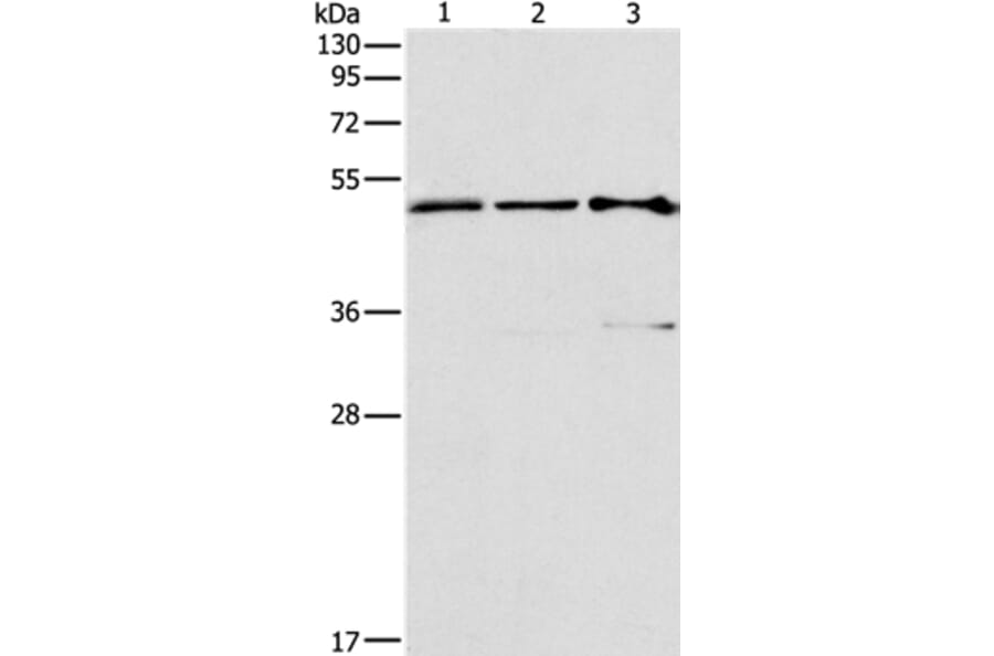 TFAP2C Antibody from Signalway Antibody (37334) - Antibodies.com