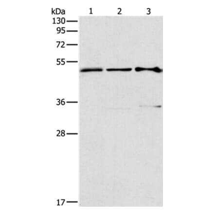 TFAP2C Antibody from Signalway Antibody (37334) - Antibodies.com