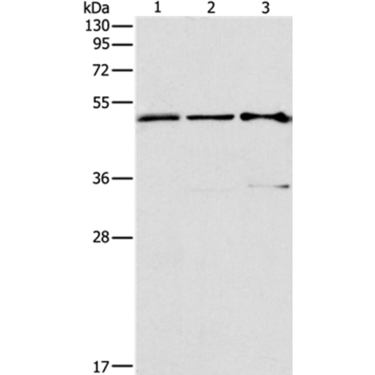 TFAP2C Antibody from Signalway Antibody (37334) - Antibodies.com