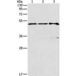 TFAP2C Antibody from Signalway Antibody (37334) - Antibodies.com