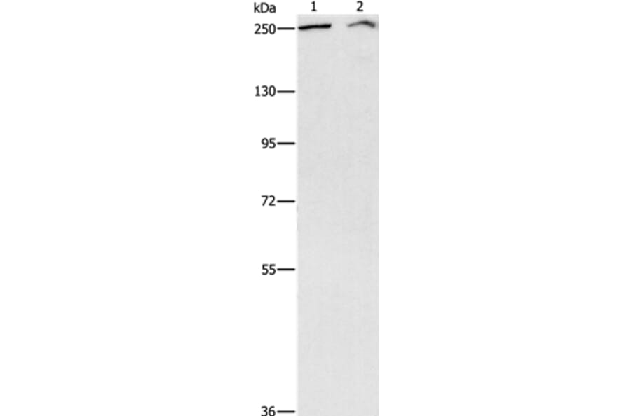 ARID1A Antibody from Signalway Antibody (37343) - Antibodies.com