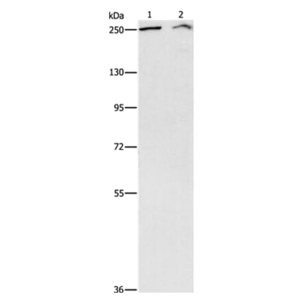 ARID1A Antibody from Signalway Antibody (37343) - Antibodies.com
