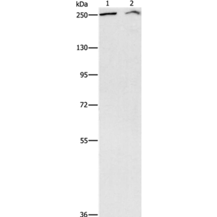 ARID1A Antibody from Signalway Antibody (37343) - Antibodies.com